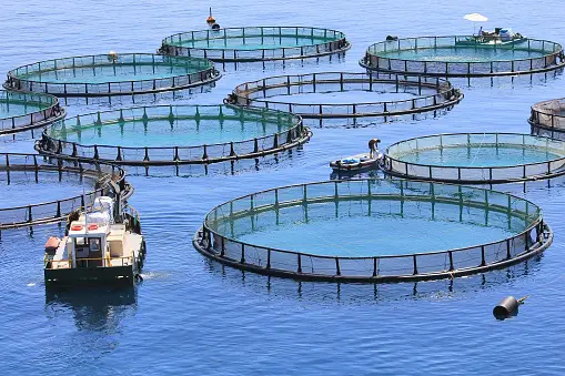 Aquaculture Aquakultur