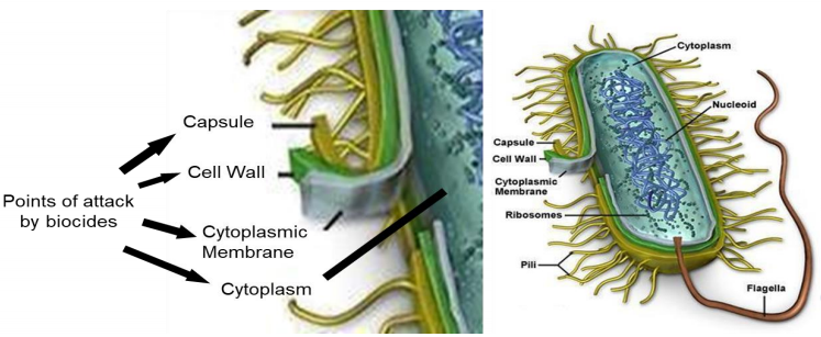 Angriffspunkt der Biozide