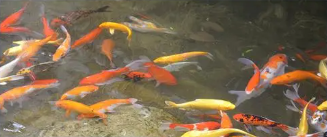 Aquakulturindustrien