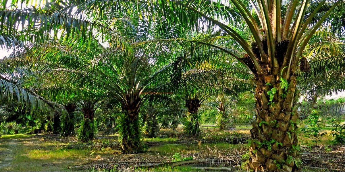 Palm&ouml;l ist reich an C12-C14-Fetts&auml;uren